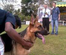 isoladeibaroni.com Bantung