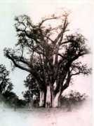 Baobab