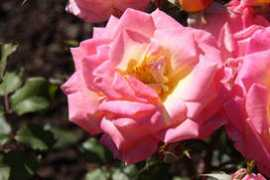 ruze.wi.cz Barbarina