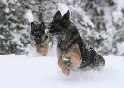 sonorian.fi Barbarina