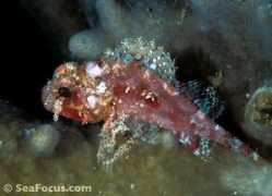 seafocus.com Barchin