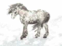 Barecka