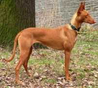 faraonklub.cz Bariss