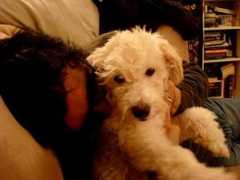 dailypuppy.com Barkington