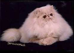 artemiscats.com Barmont