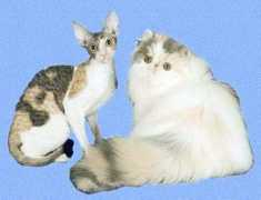 barmontcat.com Barmont