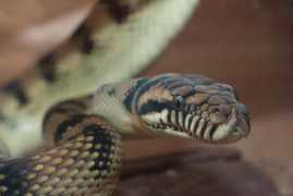 serpentespacifica.com Barneck