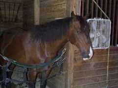 blackhorserunofdurham.org Barnin