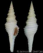 gastropods.com Barretti