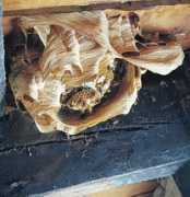 diariovasco.com Basarte