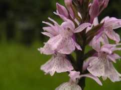 botany.cz Basilicia