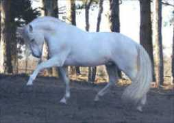 frozenhorses.com Bastidos