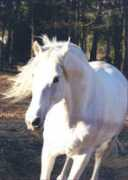 frozenhorses.com Bastidos