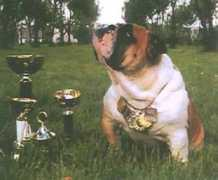 bulldogpedigree.com Baszko