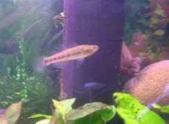 badmanstropicalfish.com Batanga