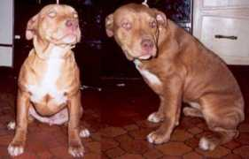 pitbullregistry.com Bautizta