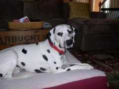 thidwick.com Baxter