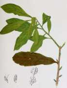 purplesage.org.uk Bayberry