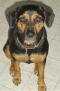 dogbreedinfo.com Beagleman
