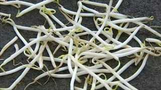 Beansprout