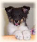 bumblebeeacres.com Bearlove