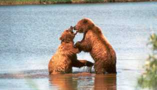 faculty-staff.ou.edu Bearlove