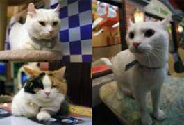 endeva.tistory.com Bebec