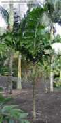 rarepalmseeds.com Beguini