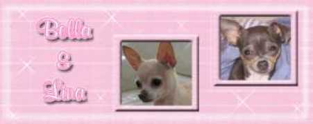 chihuahua-people.com Bellalina