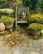 blumencramer.de Bellania