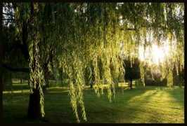 Bellerive