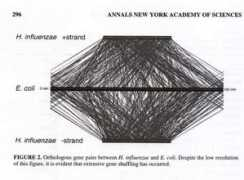 rebeccashapley.com Bellgard