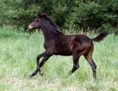 langels-gbr.de Bellner