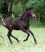 langels-gbr.de Bellner