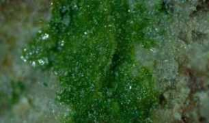 museen.uni-hamburg.de Belloit