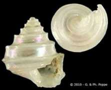 gastropods.com Beloni