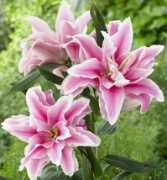 s-wgardens.com Belonica