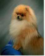 doubletakedogs.com Benaires
