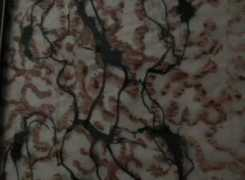 videovoom.com Benedis