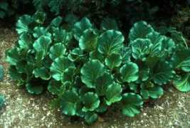 extension.illinois.edu Bergania