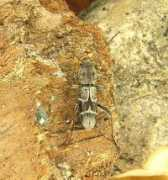 cerambycidae-hrbek.cz Bergeri