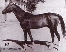 achal.cz Bergut