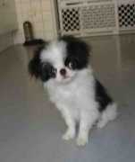 jessechin.com Berlina