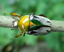 flower-beetles.com Bertoloni