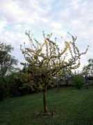 panoramio.com Besztercei