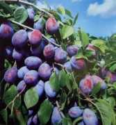 edenkert.hu Besztercei