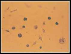 virusecology.org Bettarel