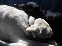 yologuidedogs.com Bettymae