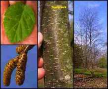 treetrail.net Betula