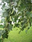 plant-identification.co.uk Betula